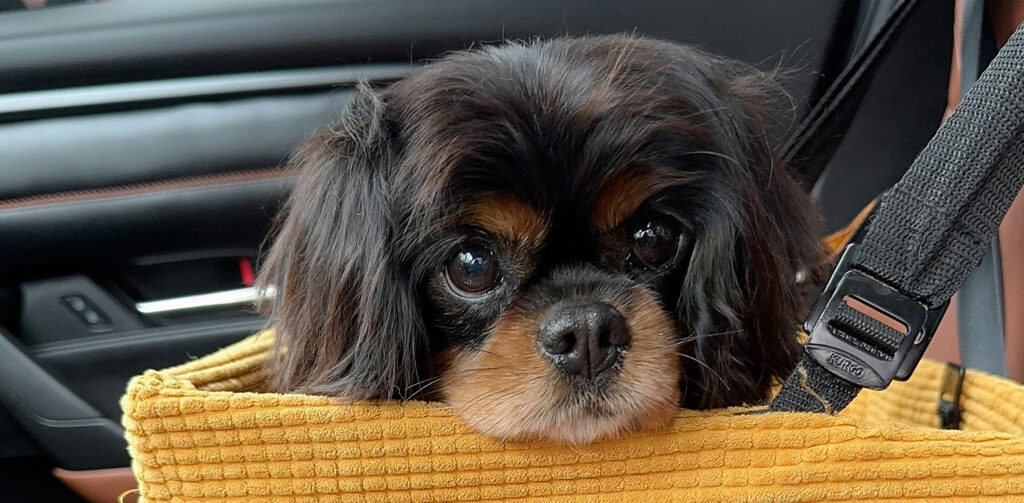a small dog dog sits in a yellow car seat.