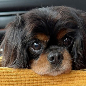 a small dog dog sits in a yellow car seat.
