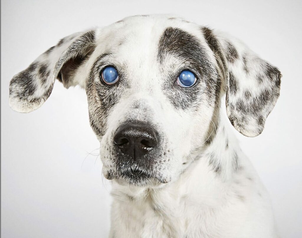 highway the Dalmatian dog mix