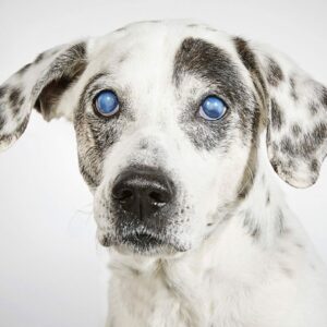 highway the Dalmatian dog mix
