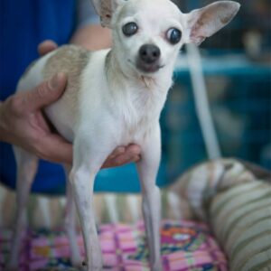 Nacho the dog receives a check up with the HSNY veterinarians