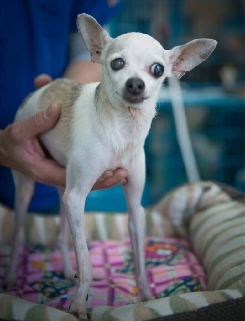 Nacho the dog receives a check up with the HSNY veterinarians