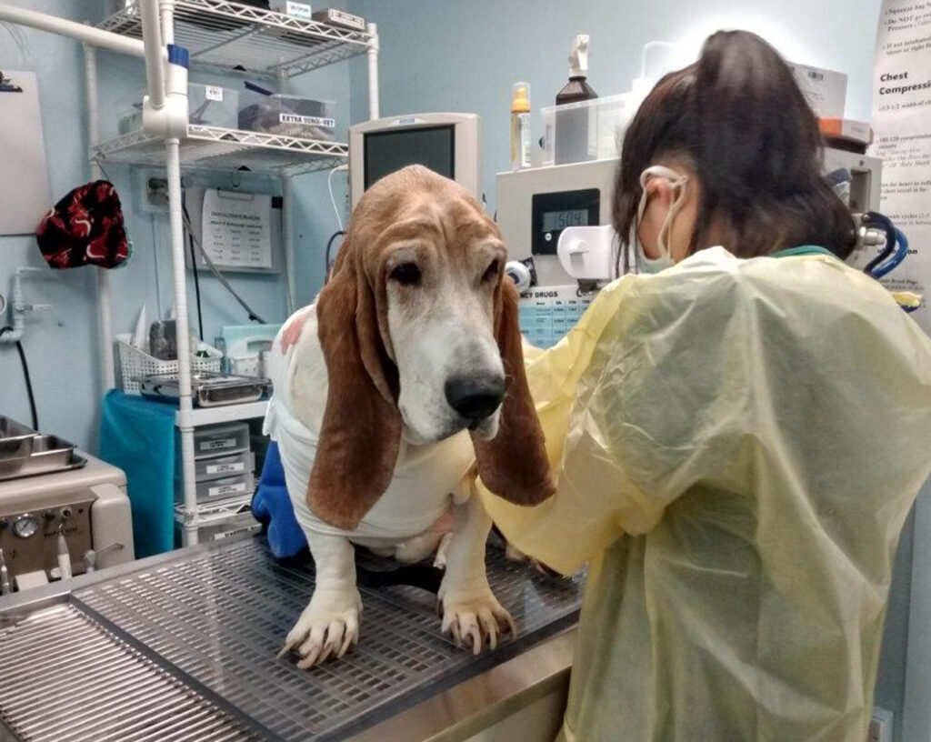 Chumley the basset hound is examined by an HSNY veterinary technician