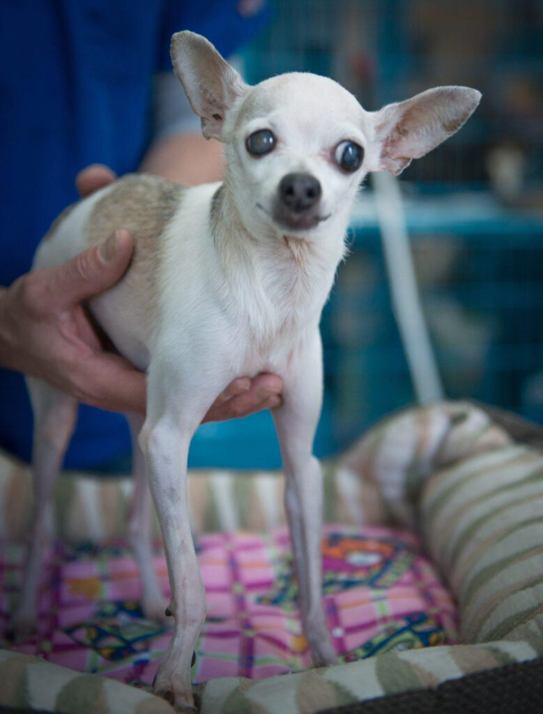 Nacho the dog receives a check up with the HSNY veterinarians