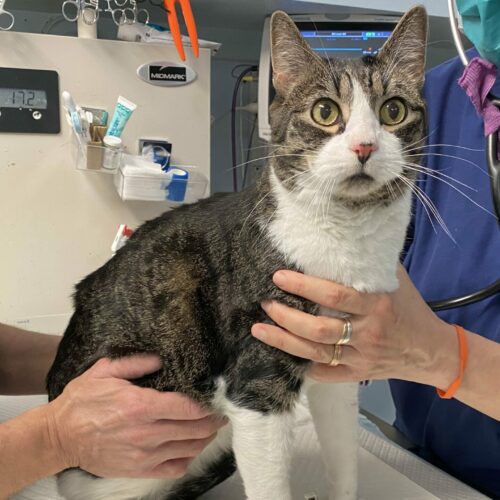 slider-hsny-adoption-cat-jerry-gets-vet-exam