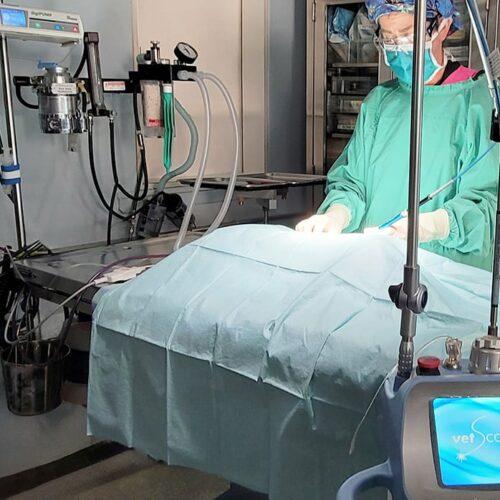 slider-hsny-veterinarian-performs-laser-surgery