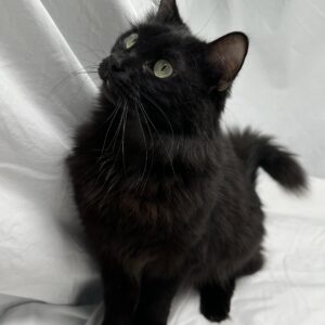 a black kitten with green eyes plays in white sheets