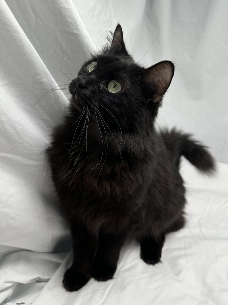 a black kitten with green eyes plays in white sheets