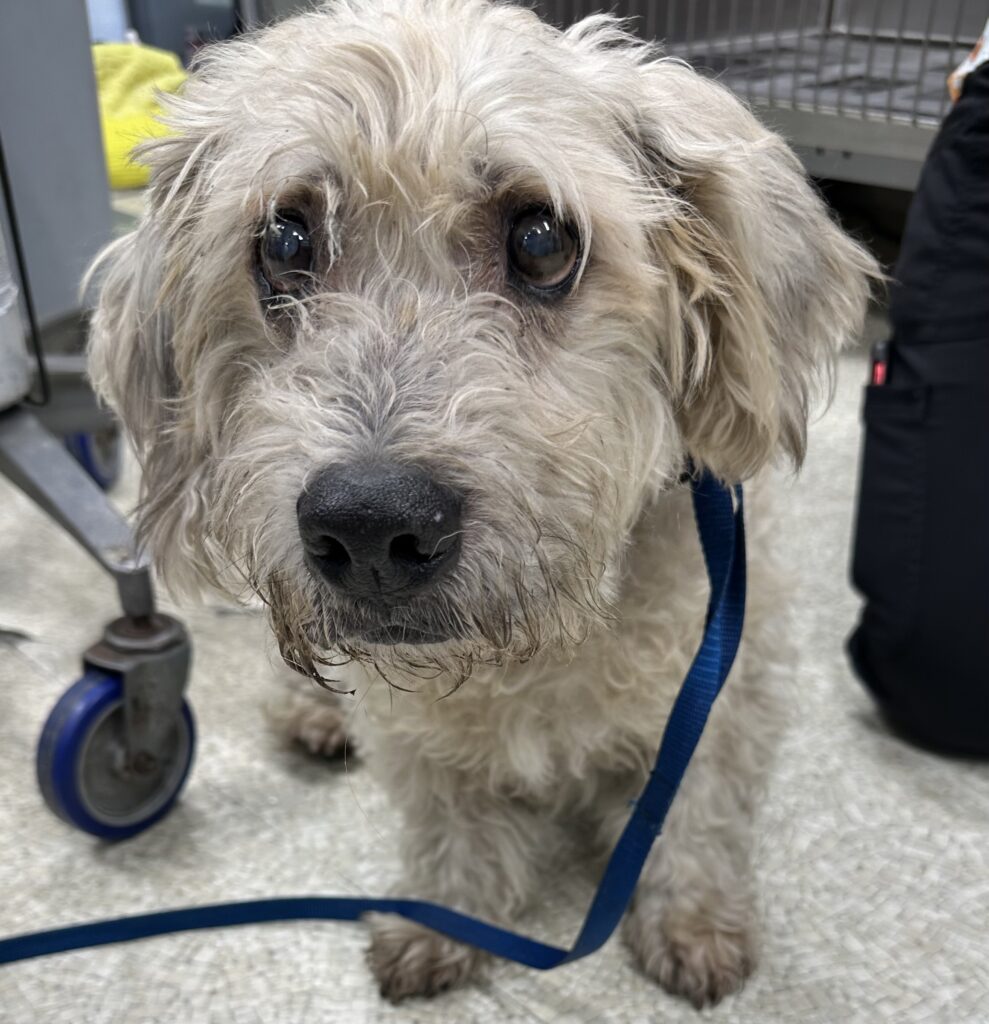 a dirty scruffy small white dog with blue leash waits to be seen by veterinarians.
