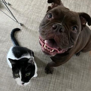a brown dog and black and white cat sit near each other