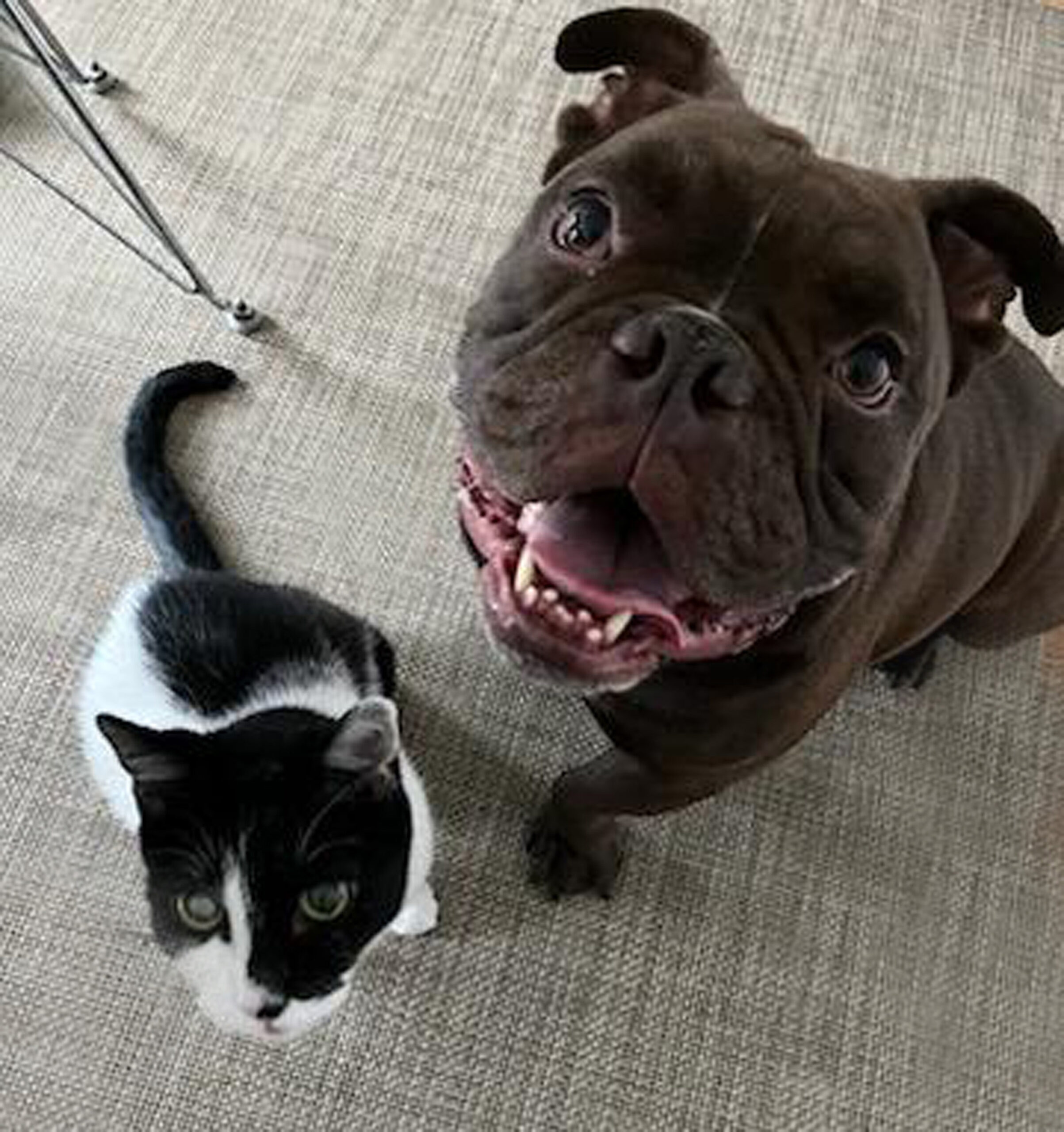 a brown dog and black and white cat sit near each other
