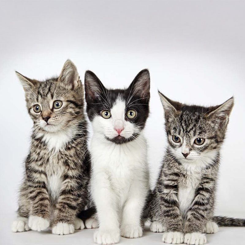 hsny-adoption-three-kittens hsny-adoption-three-kittens