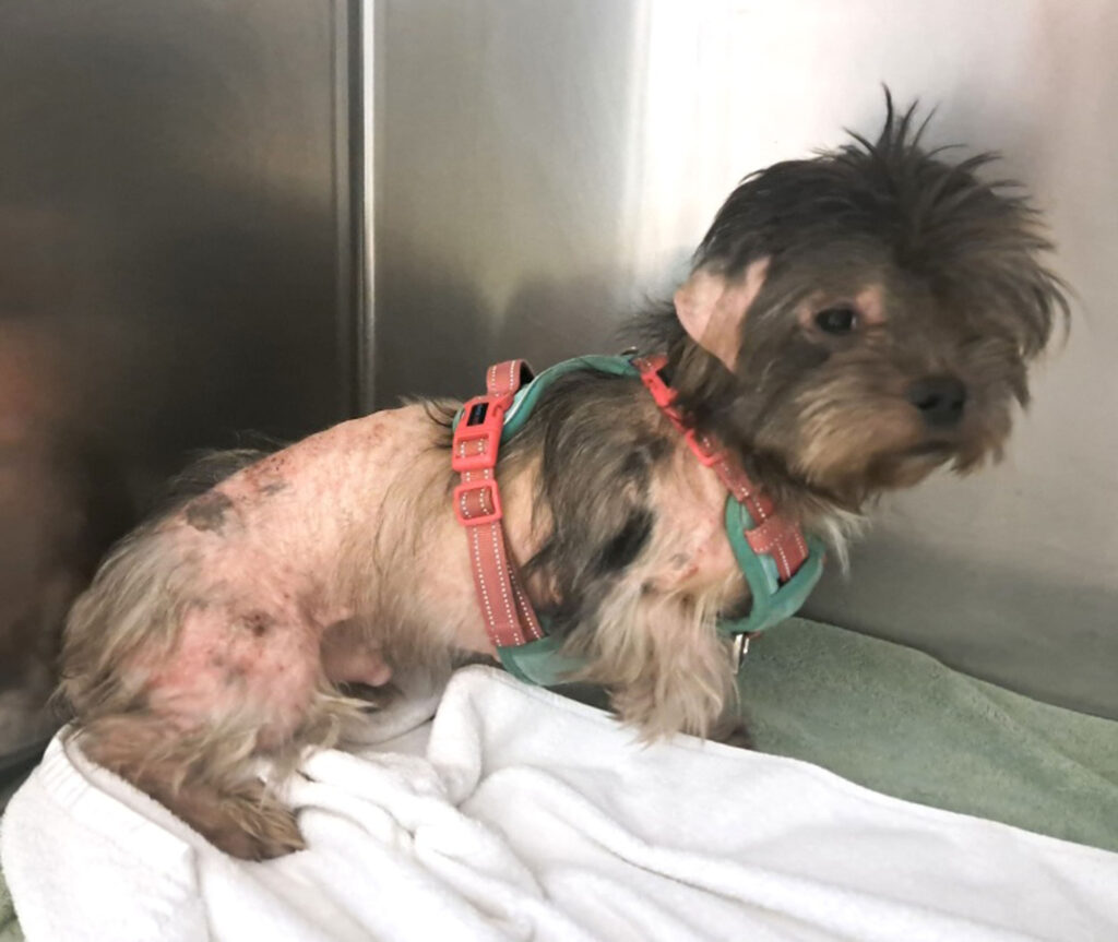 a small dog with large patches of missing hair and irritated skin waits to be seen by a veterinarian.