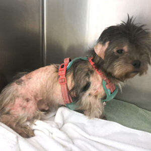 a small dog with large patches of missing hair and irritated skin waits to be seen by a veterinarian.
