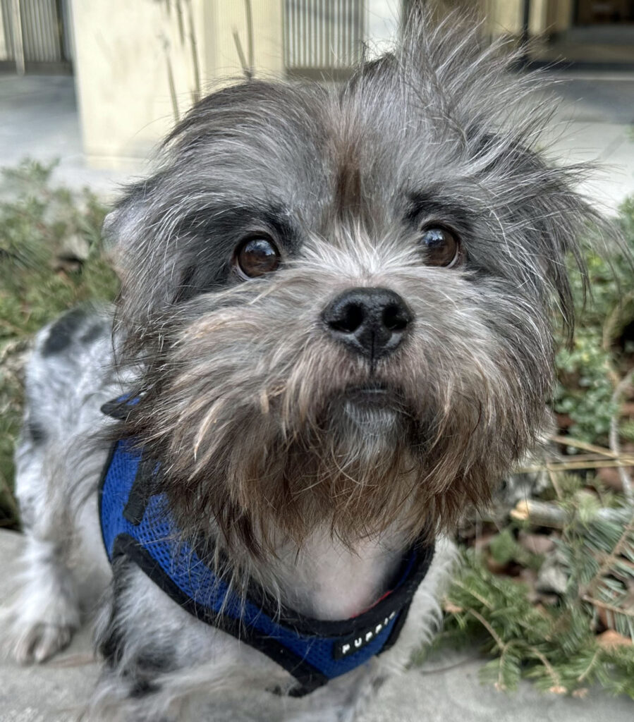 A cute fluffy grey dog in a blue harness sits outside green plants and a building