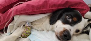 A brown and white dog recovers from surgery under a red blanket