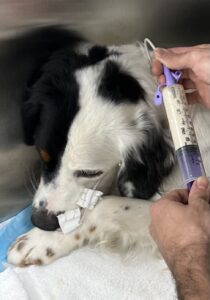 A black and white dog receives care from a vet tech