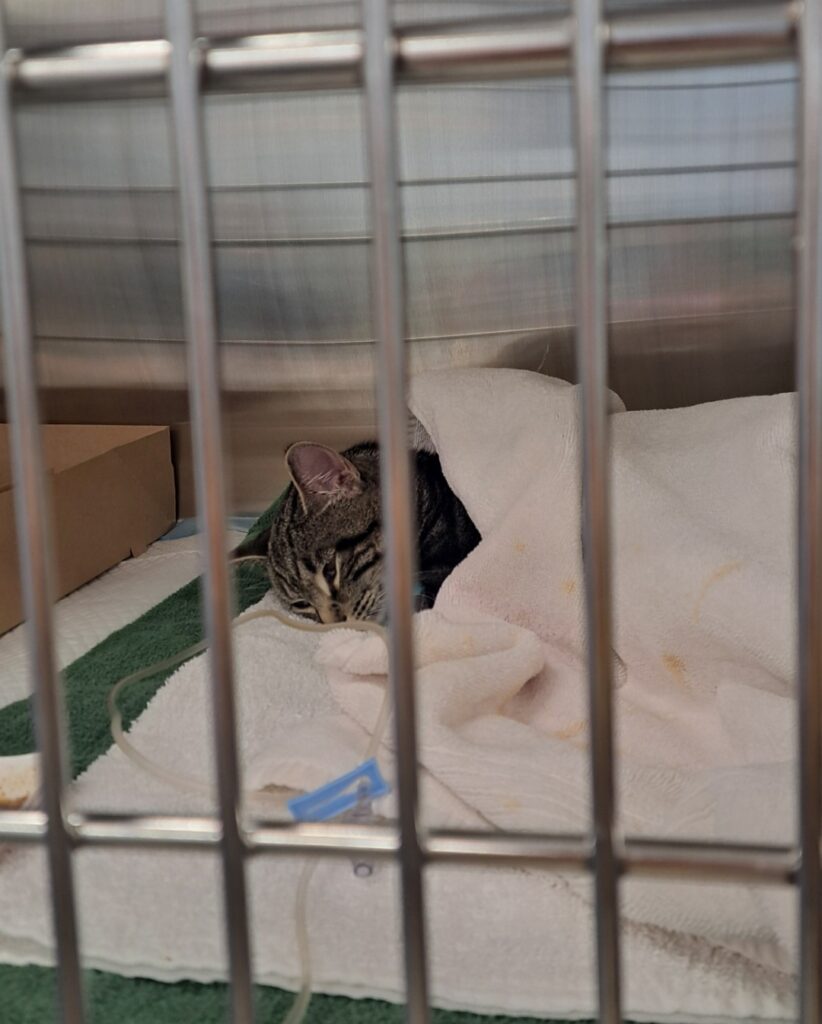 a cat lays under a blanket with an iv in a medical cage