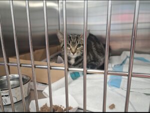 A small cat lays in a bed in a medical cage with food and water