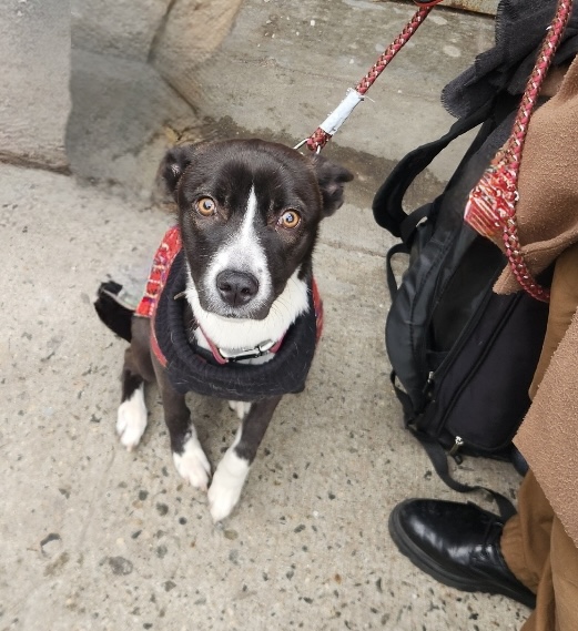 A small brown and white dog in a red harness and leash sits by a person's foot and bag
